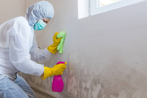 Best Crawl Space Mold Remediation in Preston Heights, IL