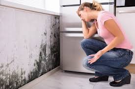 Best Mold Damage Restoration in Preston Heights, IL